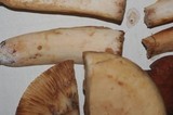 Lactarius volemus var. flavus image