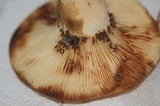 Lactarius volemus var. flavus image