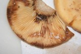Lactarius volemus var. flavus image