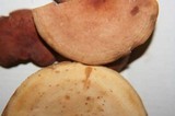 Lactarius volemus var. flavus image