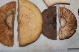 Lactarius volemus var. flavus image