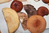 Lactarius volemus var. flavus image