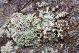 Stereocaulon dactylophyllum image