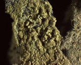 Amaurodon viridis image
