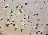 Amaurodon viridis image