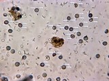 Amaurodon viridis image