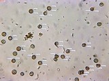 Amaurodon viridis image