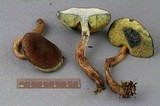 Boletellus chrysenteroides image