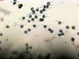 Amaurodon viridis image