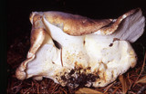 Albatrellus ovinus image
