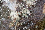 Stereocaulon dactylophyllum image