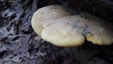 Piptoporus quercinus image