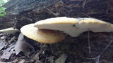 Piptoporus quercinus image