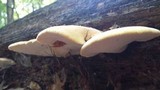 Piptoporus quercinus image