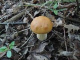 Boletus chippewaensis image