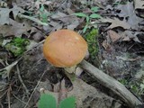 Boletus chippewaensis image