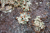 Stereocaulon dactylophyllum image
