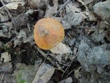 Boletus chippewaensis image