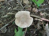 Russula crustosa image