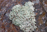 Stereocaulon dactylophyllum image