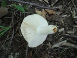 Russula crustosa image