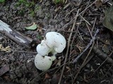 Clitocybe rivulosa image