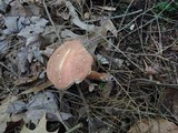 Austroboletus gracilis image