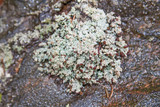 Stereocaulon dactylophyllum image