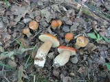 Boletus chippewaensis image