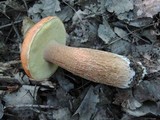 Boletus chippewaensis image