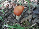 Boletus chippewaensis image
