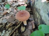 Lactarius volemus image