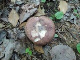 Russula cyanoxantha image