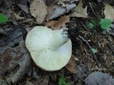 Russula cyanoxantha image