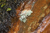 Stereocaulon dactylophyllum image