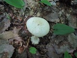 Amanita abrupta image