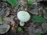 Amanita abrupta image