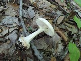 Amanita abrupta image