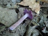 Laccaria amethystina image