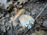 Boletus chippewaensis image