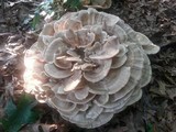 Meripilus sumstinei image