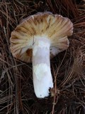 Russula cyanoxantha image
