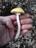 Amanita flavorubens image