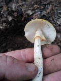 Amanita flavorubens image