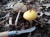 Amanita flavorubens image