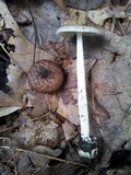 Amanita sect. Vaginatae image