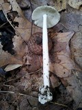 Amanita sect. Vaginatae image