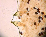 Panaeolus bisporus image