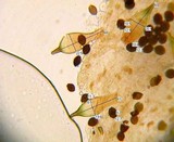 Panaeolus bisporus image