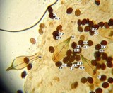 Panaeolus bisporus image